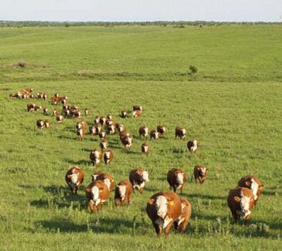 Cattle